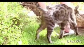 Virgin tries her 1st cock,teenage babe fuck in the garden